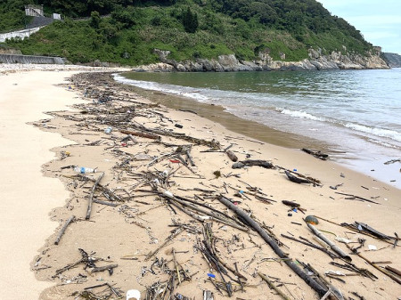 　近日因為福建大雨沖刷，大量漂流竹木隨海流漂向各島澳口。（圖／文：陳鵬雄）