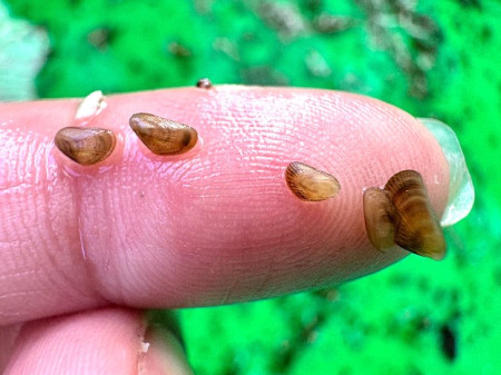 強化馬祖地區養殖淡菜產業自主,海洋大學舉辦淡菜育苗及中間育成技術開發計畫說明會暨現勘活動。(圖:產發處)