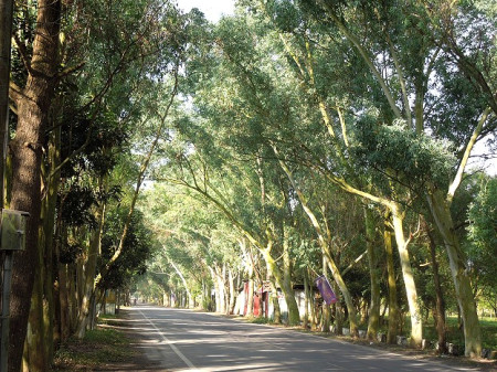 　萬金綠色隧道