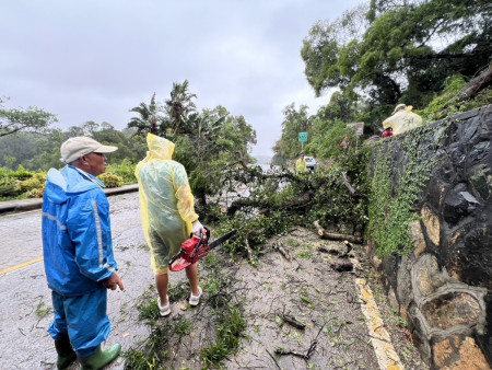 縣立醫院往福澳方向道路樹倒已排除