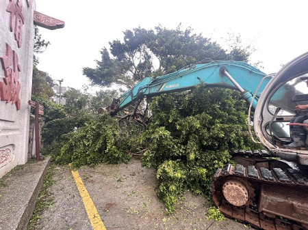 26日北竿多處路樹倒塌影響交通,均在中午前完成清理恢復通車。(圖:北竿鄉公所)