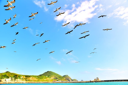 　今年4月飛臨東引的黑尾鷗族群，順利完成繁衍下一代任務，並在日前帶領著幼鳥飛離東引。（圖／文：陳其敏）