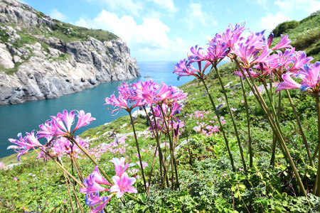 　馬祖列島中，唯獨在東引才能一睹換錦花盛開的「夢幻」景觀，是非常珍貴的植物生態資源。（圖／文：陳其敏）