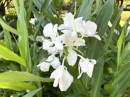 野薑花
