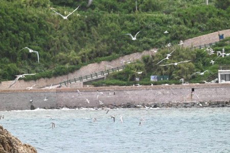 台北市野鳥學會舉辦夏日賞鷗活動,7隻神話之鳥現蹤,約有千隻燕鷗在島上繁殖。(圖:蔣功國)