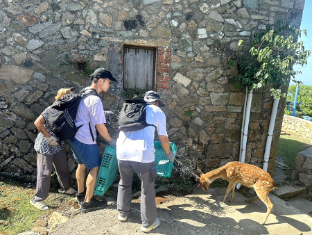 大坵島又出現鹿隻遭繩索糾纏,遊客協助下已順利清除。(圖:遊客提供)