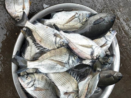 馬祖秋冬磯釣季開鑼,今年季頭釣況是黑鯛多於黑毛的局面。(圖:釣友提供)