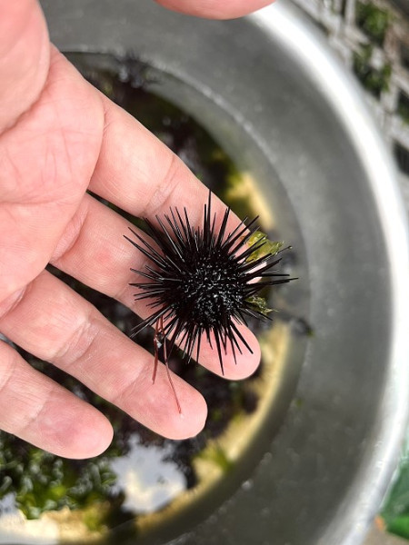 財團法人臺灣海洋保育與漁業永續基金會於北竿放流紫海膽苗,強化馬祖海洋生態。(圖:產發處)