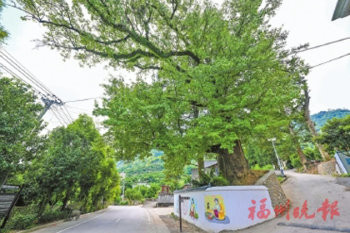 430年樹齡的古老楓樹。