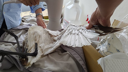 黑面琵鷺被民眾發現意外跌落六口魚池,縣府產發處緊急救援並提供照護。(圖:產發處)