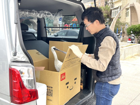 縣府產發處救援保育類黑面琵鷺,經過一週照顧後已恢復健康,19日中午在清水濕地進行野放。(圖/文:馮紹夫)