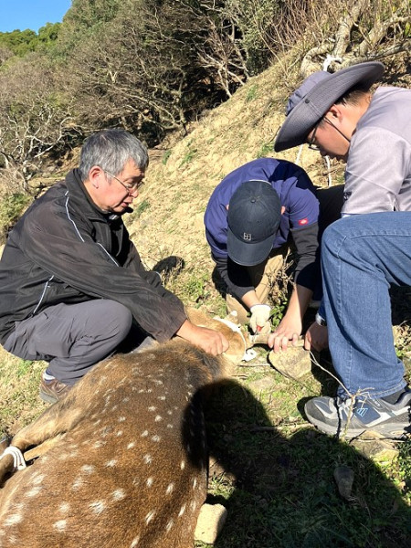 近期傳出大坵梅花鹿傷人意外,產發處委託獸醫團隊登島為鹿隻鋸角。(圖:產發處)