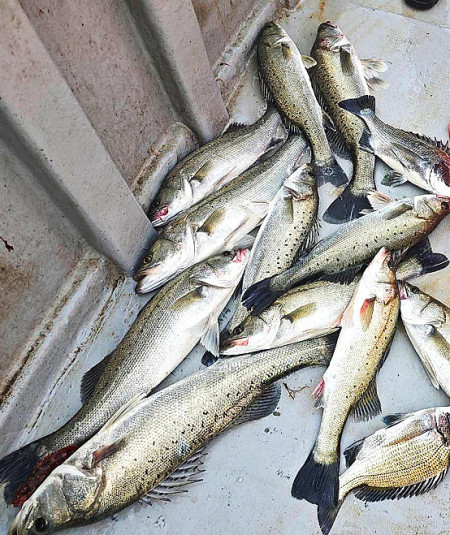 鱸魚報到。(圖與文:蔡夢玲)