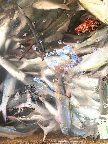 東莒午魚傳大咬,艘艘滿載而歸。(圖/文:蔡夢玲)