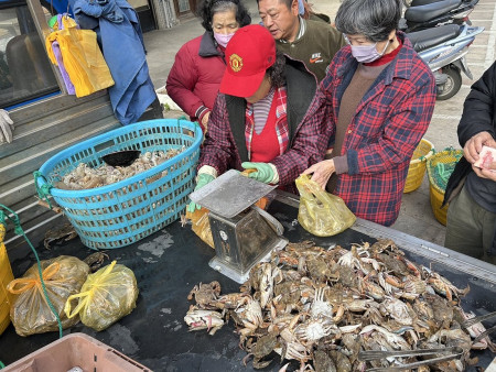 冬令限定的蝦蛄終於迎來盛產季節!北竿漁民將新鮮漁獲運往介壽廣場販售,沒多久就搶購一空。(圖/文:曹重偉)