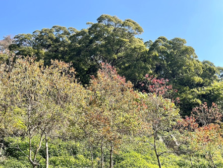 北竿鄉在懷道樓下方坡地推廣烏桕樹種植已顯成效。(圖/文:陳鵬雄)