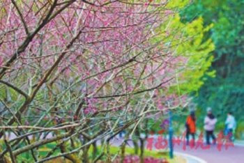 金雞山步道旁的梅花(資料圖)。