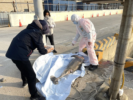 福澳港4日發現一隻死亡窄脊露脊鼠海豚,產發處與相關單位前往了解並進行後續處理。(圖:產發處)