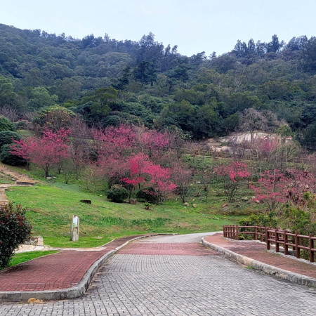 馬祖櫻花浪漫綻放,勝天公園開滿櫻花,吸引民眾賞櫻拍照留念。(圖:縣府)