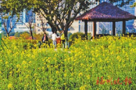 花海公園的油菜花開了。記者包華攝