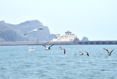 　普遍認為今年渡冬黑尾鷗族群再度缺席時，25日東引中柱港意外發現10餘隻黑尾鷗蹤影，數量是否會增加，仍有待觀察。（圖／文：陳其敏）