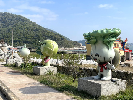 　馬祖冬令三寶蔬菜產季進入尾聲，政府保價收購至3月底截止。（圖／文：陳鵬雄）