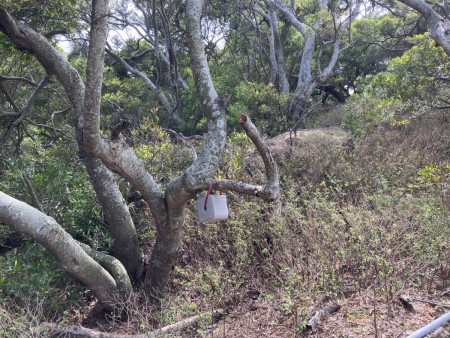 保障旅客安全，縣府委託獸醫鋸除大坵島梅花鹿鹿角；並提供「鹽磚」補充梅花鹿所需礦物質。（圖：縣府）