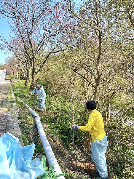 　預約來年櫻花美景，縣府產發處儲水澳一帶補植櫻花。（圖／文：馮紹夫）