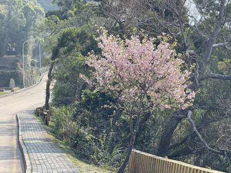 　一棵獨秀。（圖與文：陳鵬雄）