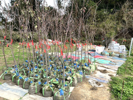 推動櫻花綠美化計畫,產發處今年擴大實施櫻花栽植,新增450餘株多樣品種櫻花,提升公園及沿線道路質感,朝「海上花園」願景邁進。(圖:產發處)