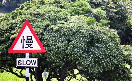 東引海桐花正值盛開期，為春日帶來滿滿活力與生機。（圖／文 : 陳其敏）