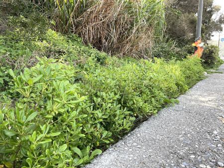 　去年中澳口往白沙道路栽種6百株海桐存活率近百分百。（圖／文：陳鵬雄）
