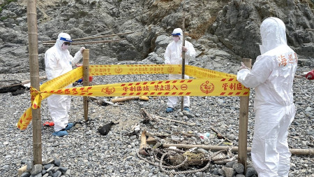 東莒後澳沙灘17日發現一具疑似露脊鼠海豚幼體的遺體。(圖/文:蔡夢玲)