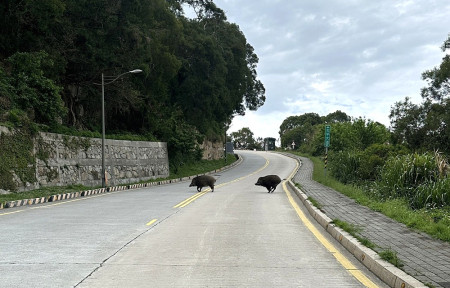 北竿成功坡路段出現罕見山豬過馬路景象。(圖:王姓民眾提供)