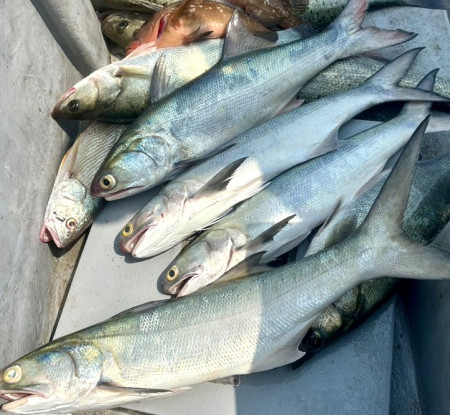 東莒釣友巧遇午魚群靠岸,平均體形都相當不錯。(圖/文:蔡夢玲)