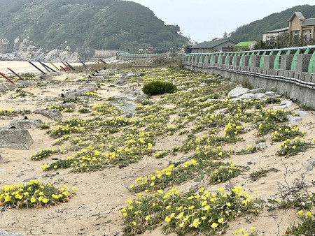 　坂里沙灘已逐步取代塘后沙灘成為月見草生長最密集區域。（圖／文：陳鵬雄）