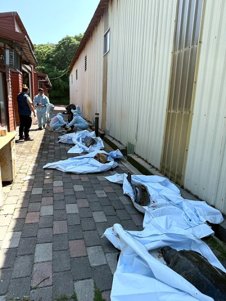 縣府產發處執行鯨豚、海龜遺體運送作業,送至國立自然科學博物館進行解剖及生物學研究。(圖:產發處)