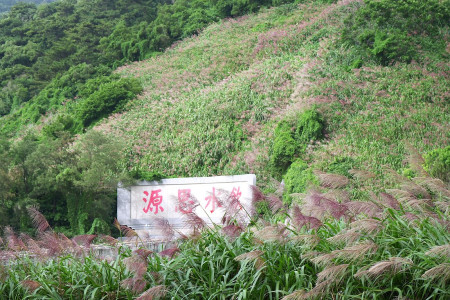 端午節之後,東引島上的五節芒花已經盛大綻放,紅褐色花穗如波浪一般迎風搖曳。(圖/文:陳其敏)