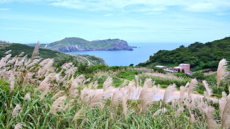 東引夏芒綻放　山坡化身銀白盛宴。（圖與文：陳其敏）