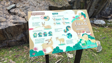 產發處請獸醫團隊登上大坵島鋸除鹿角,並廣設告示提醒旅客注意安全。(圖:產發處)