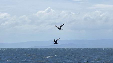 　縣府產發處與台北市野鳥學會將於8日辦理2025夏日賞鷗暨海上看莒光活動，歡迎報名參加！（圖／文：宋幸儒）