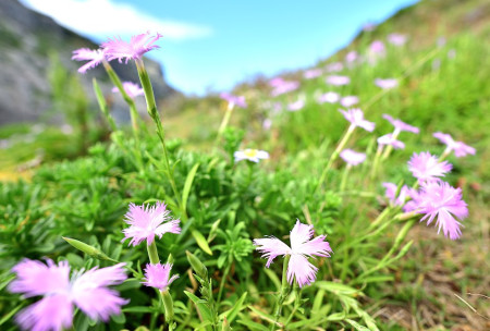 　盛夏東引，海岸山坡佈滿長萼瞿麥，展現出「小島‧小花‧小而美」的自然魅力。（圖／文：陳其敏）