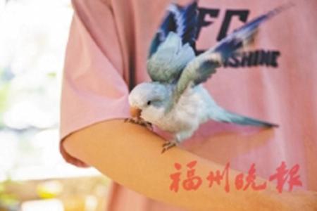 鳥寵落到顧客手上「求貼」。