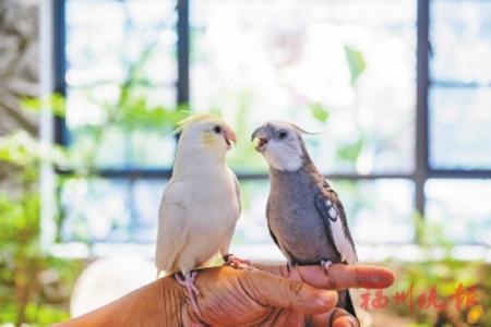 「鳥員工」在一起互相交流。