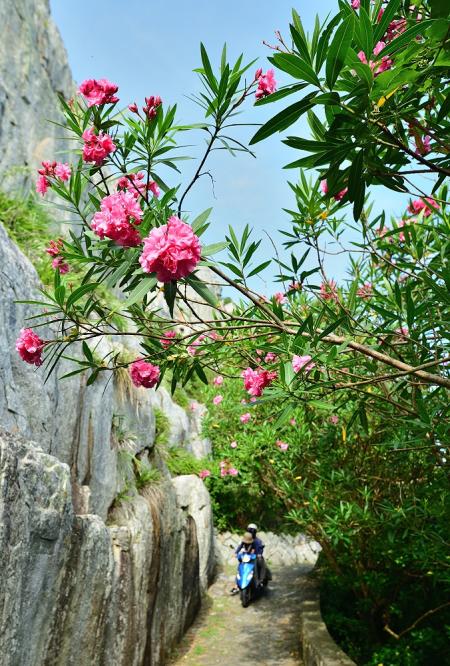 夾竹桃炎夏吐艷爭芳　夏日增添亮眼色彩