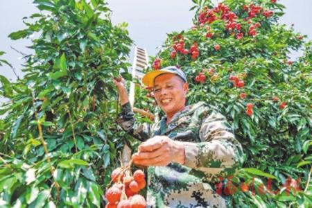 村民採荔枝。