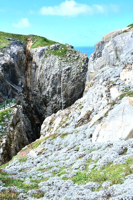 海芙蓉在懸崖海岸綻放，展現島嶼夏秋最動人的生態篇章。（圖／文：陳其敏）