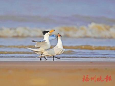 鳳頭燕鷗。(市林業局供圖)
