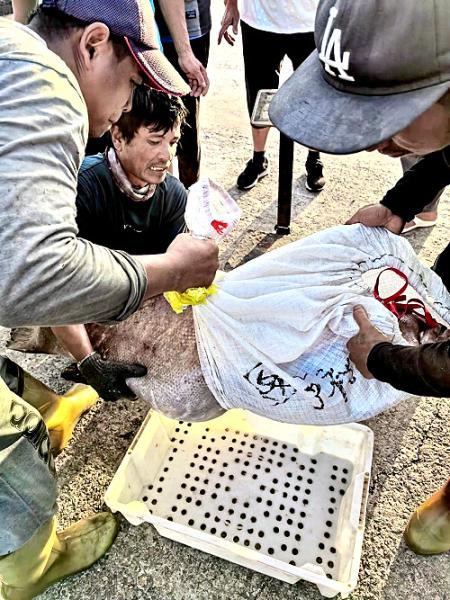 基隆漁船東引海域捕獲43公斤大石斑，2萬5千元成交。（圖：民眾提供）