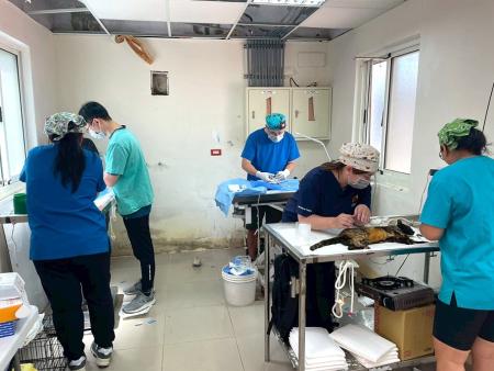 動物保護團體貓天堂一連兩天在馬祖為流浪犬貓進行義診,成果豐碩。(圖:產發處)
